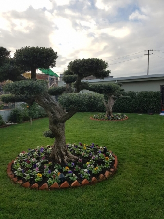 Foto 3 - Vellezerit Subashi, ofrojme sherbime gjelbrimi, si Tapet bari natyral, mbjelljen e pemeve dekorative, shkurre,lule sezonale, sisteme ujites manual dhe automatic, etct 